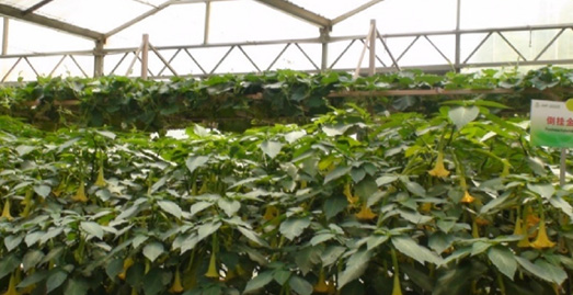 山东寿光国家蔬菜重点生产基地